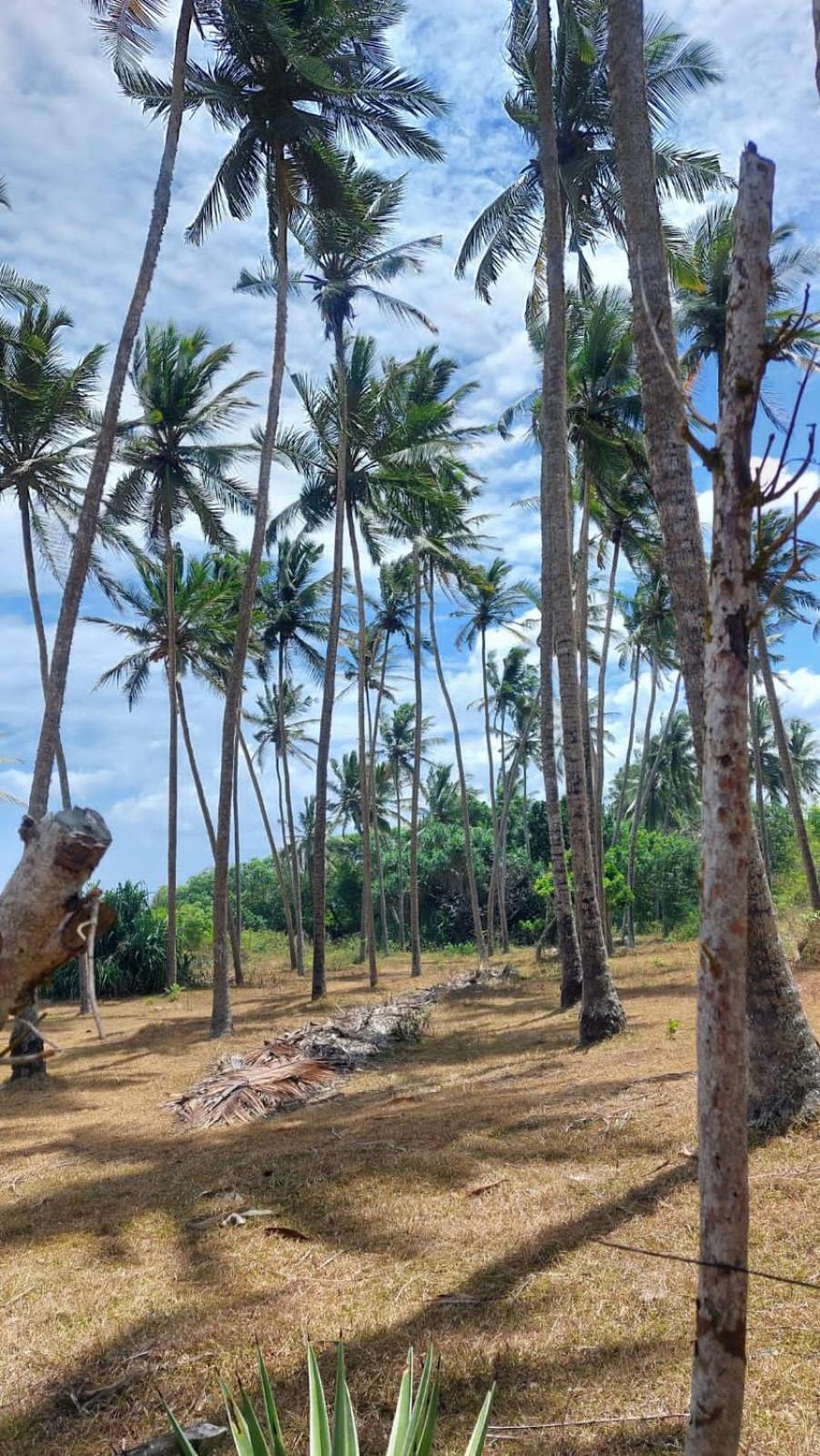 Amour At Turtle Beach Tangalle Ngoại thất bức ảnh